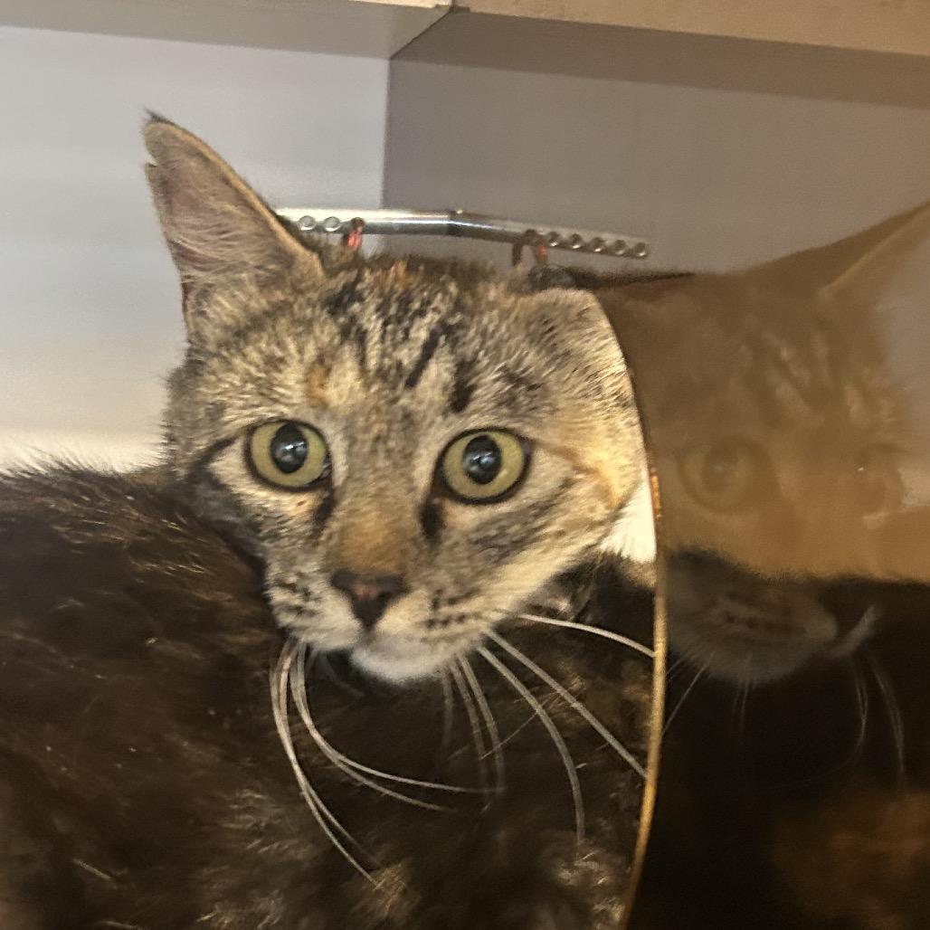 Venus, Adoptable, Young Female Domestic Short Hair.