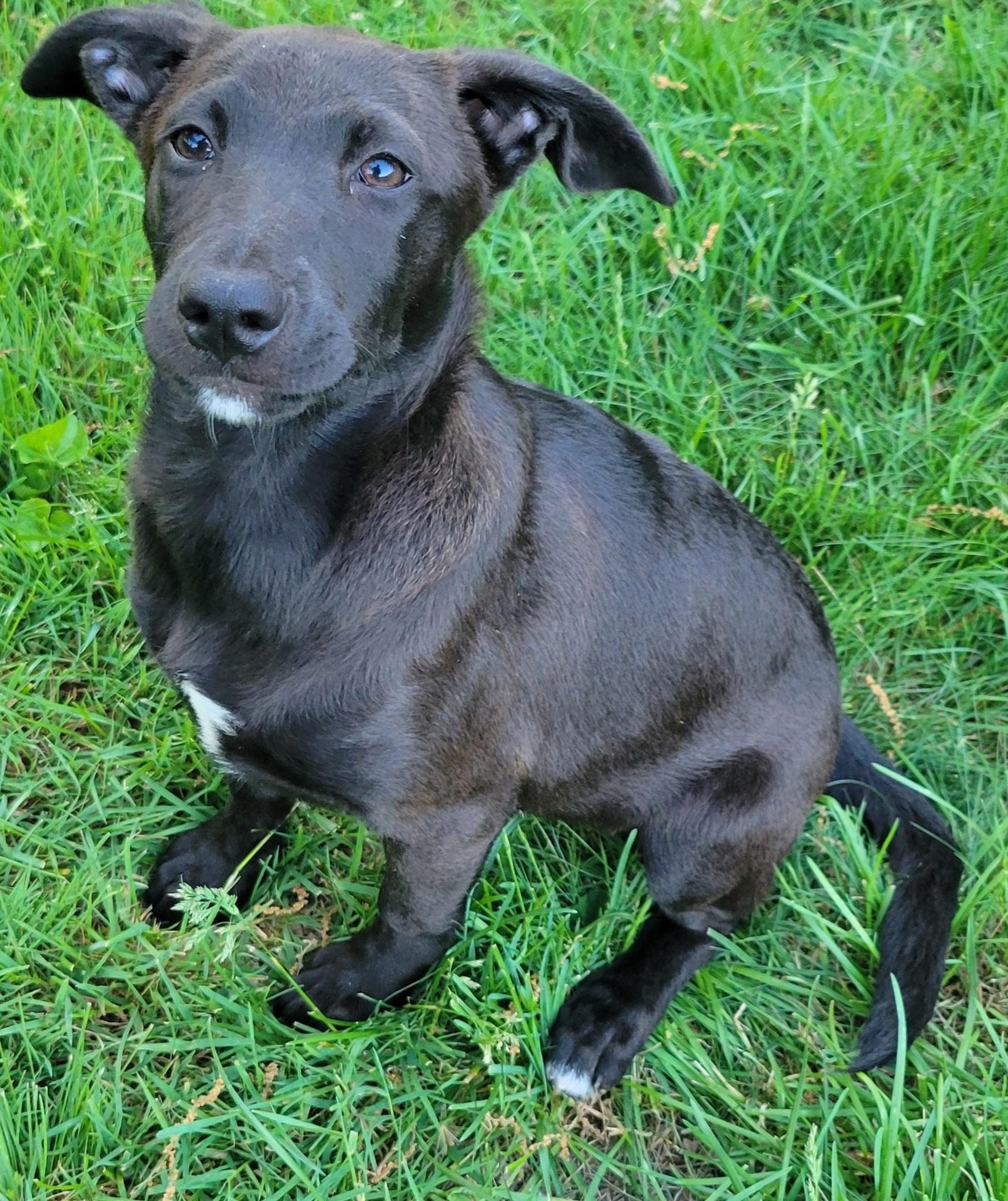 Steph, adopted, Puppy Female Labrador Retriever.