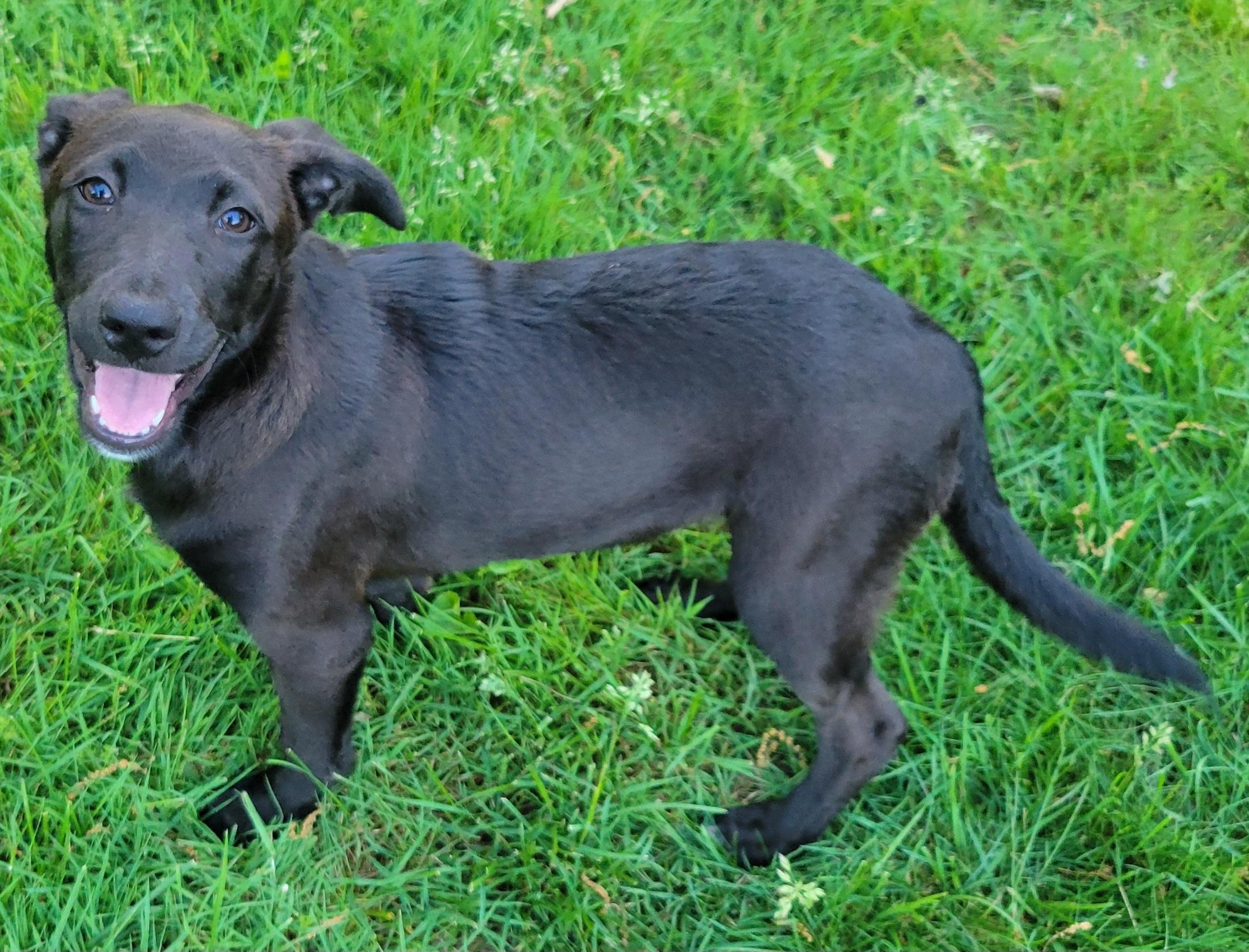 Enlarge Steph, an adopted mixed breed in Elwood, NJ image 2/5