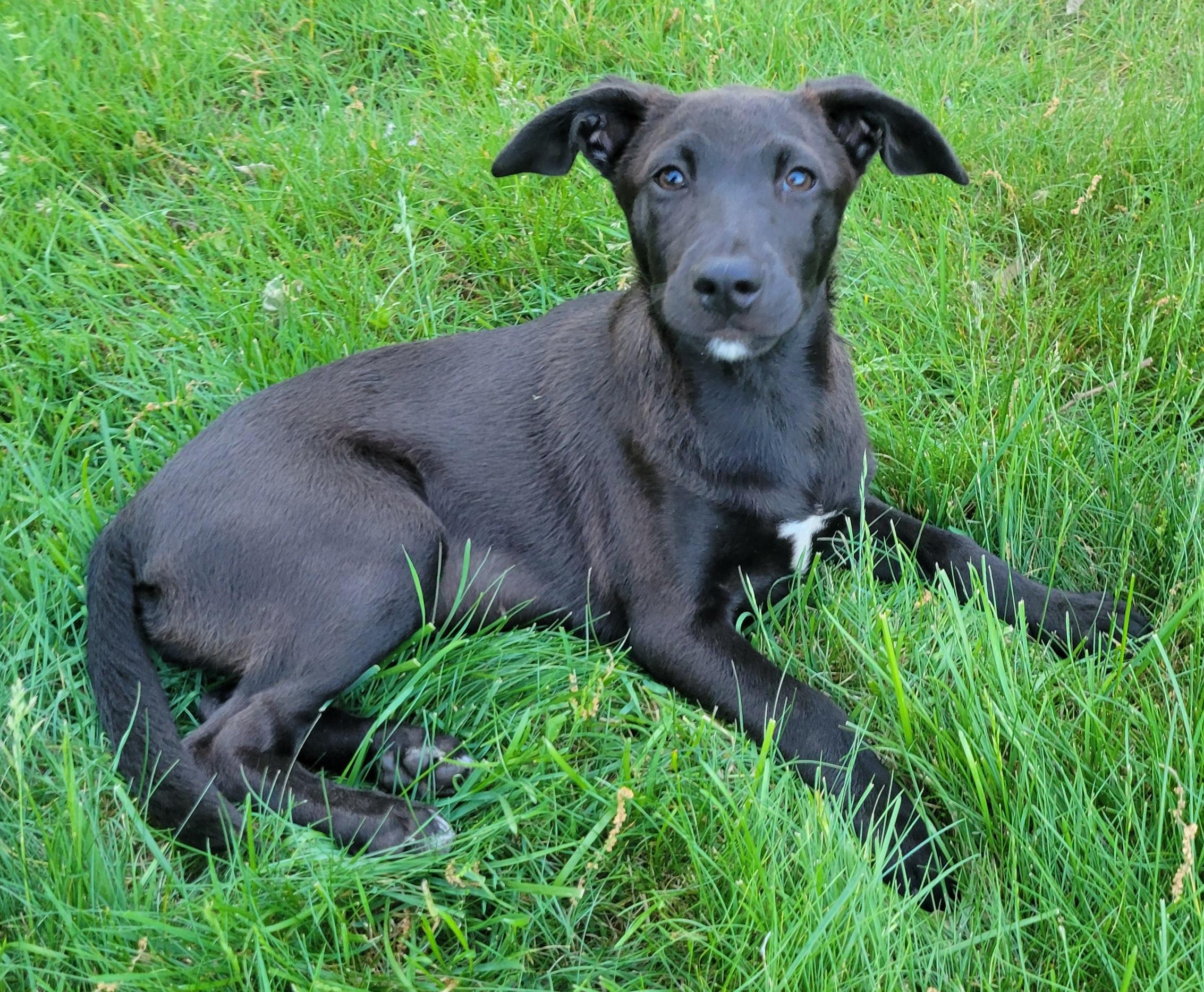 Enlarge Steph, an adopted mixed breed in Elwood, NJ image 4/5
