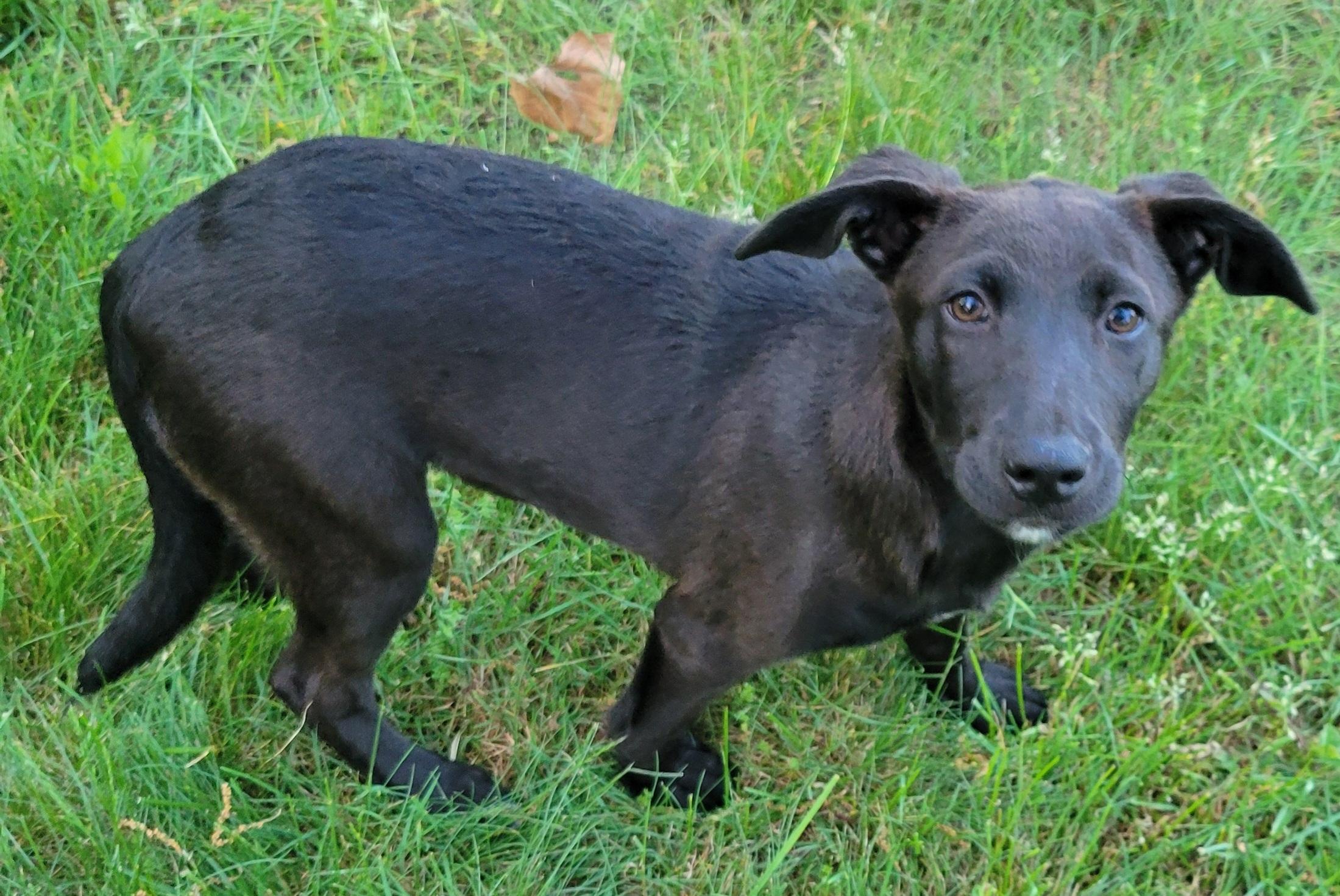 Enlarge Steph, an adopted mixed breed in Elwood, NJ image 3/5