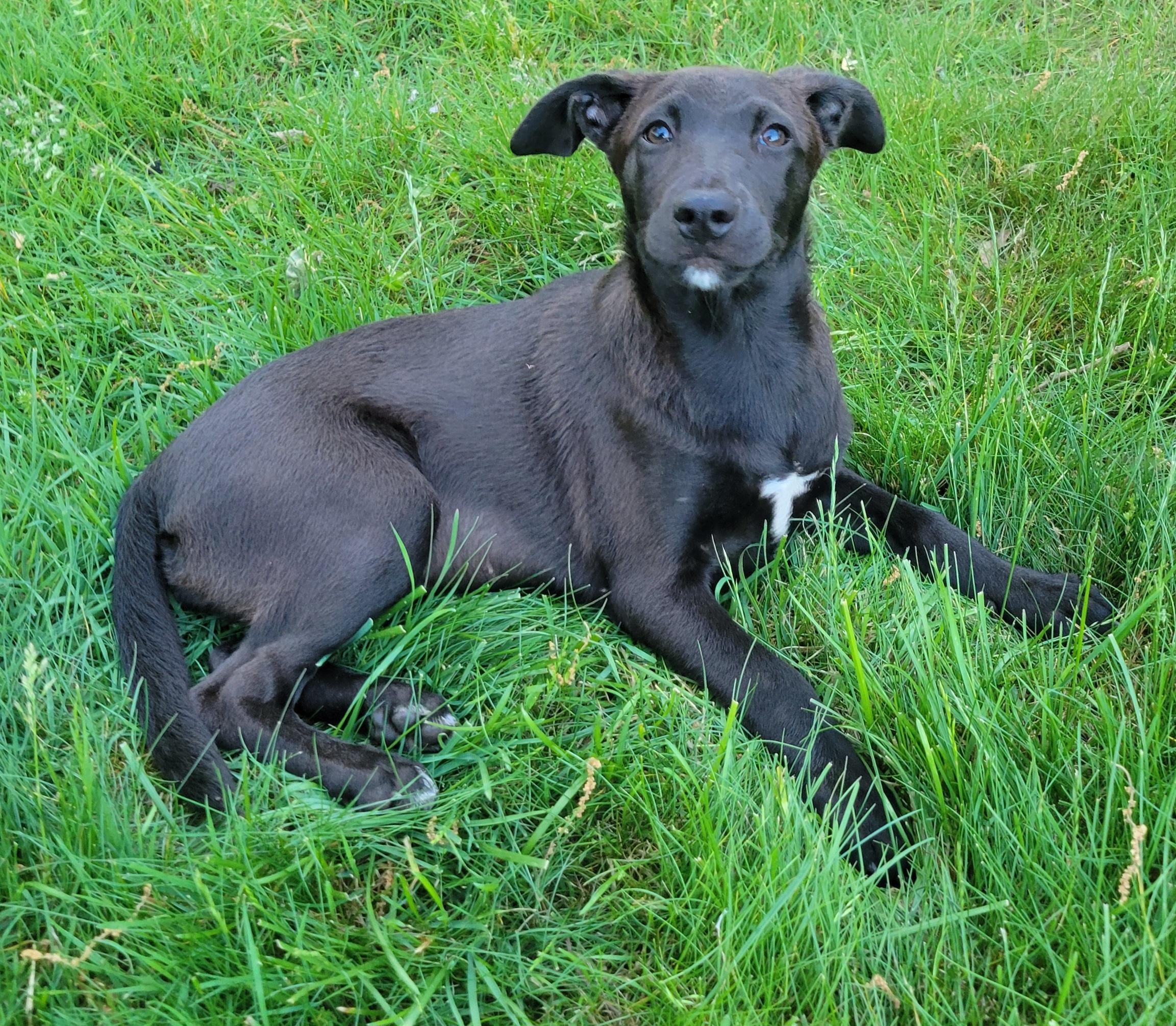 Enlarge Steph, an adopted mixed breed in Elwood, NJ image 5/5