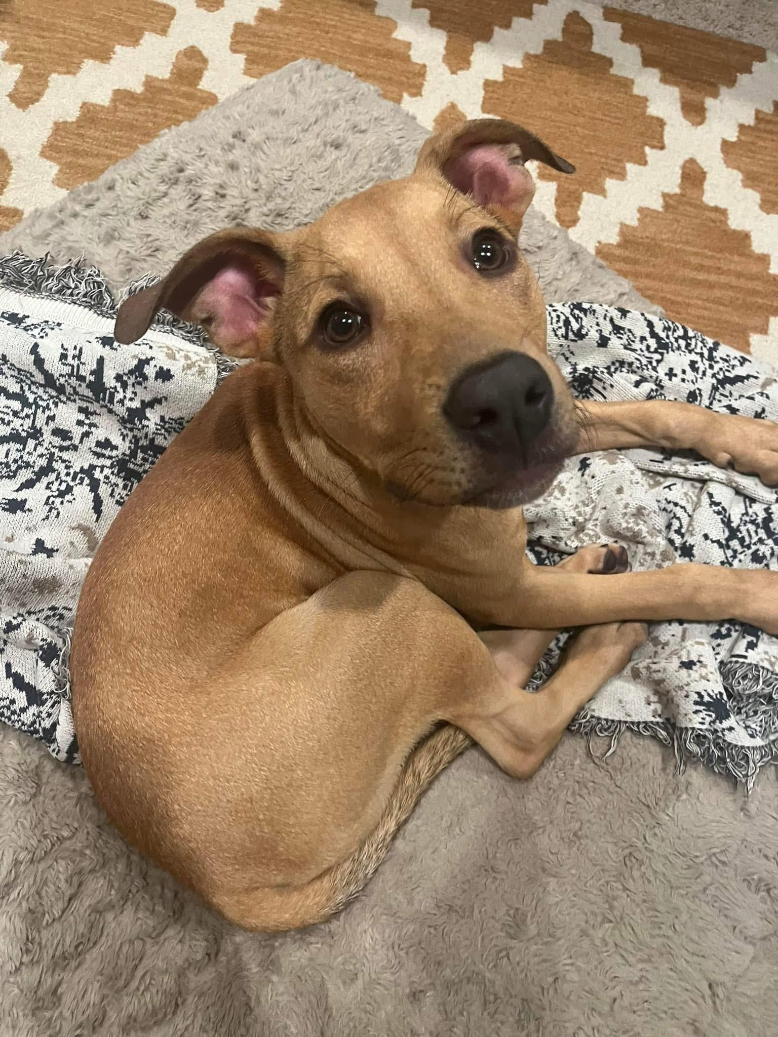 Enlarge Waffles, a Adoptable mixed breed in Wetumpka, AL image 6/6