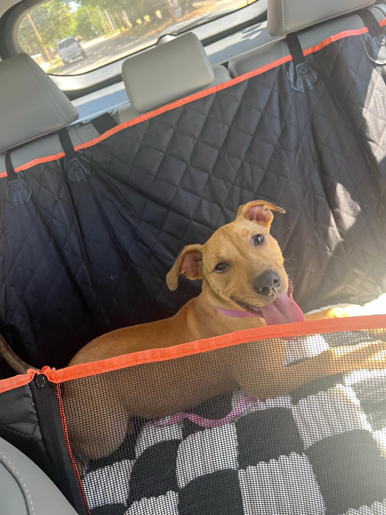 Enlarge Waffles, a Adoptable mixed breed in Wetumpka, AL image 5/6
