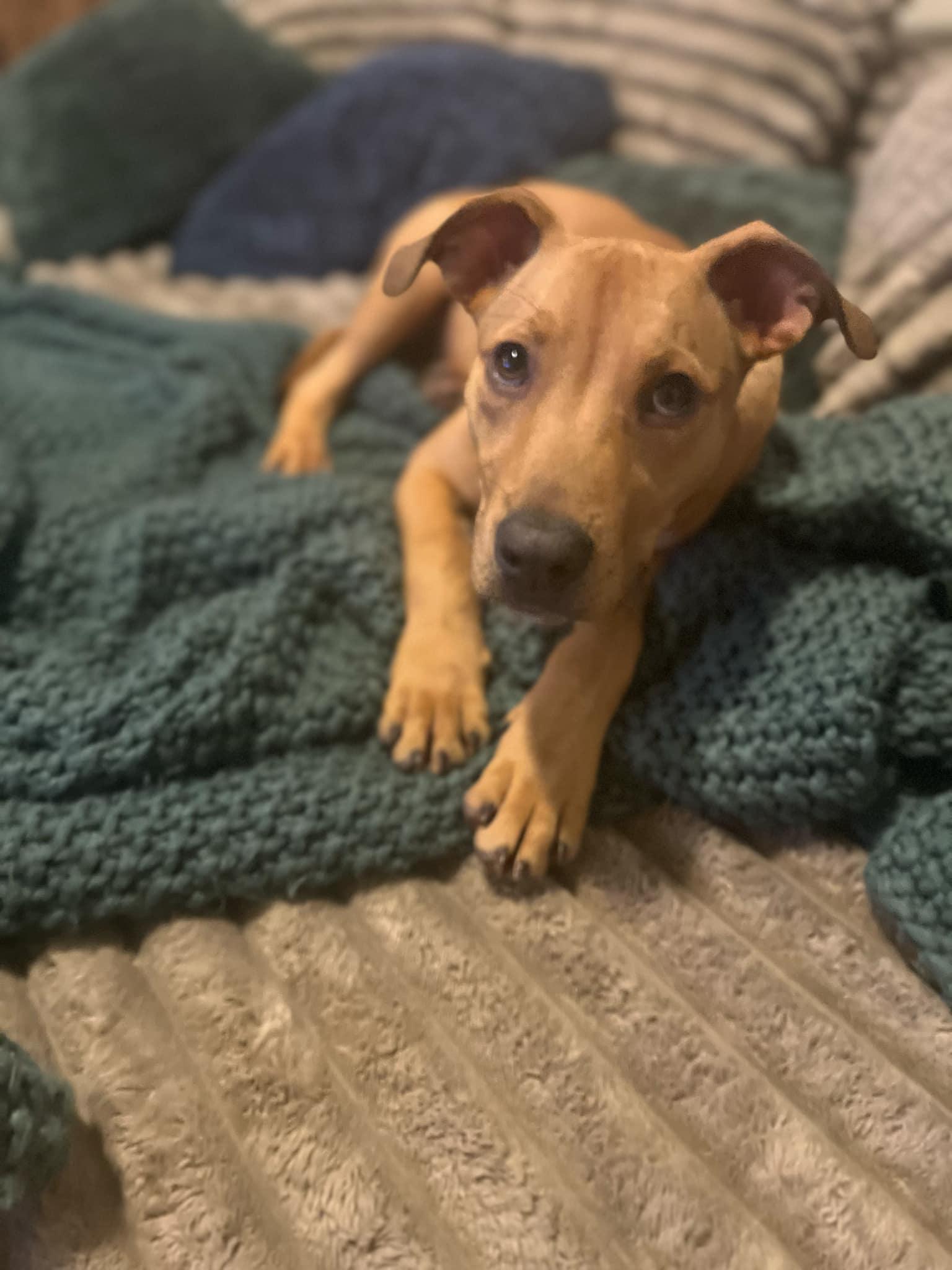 Enlarge Waffles, a Adoptable mixed breed in Wetumpka, AL image 4/6