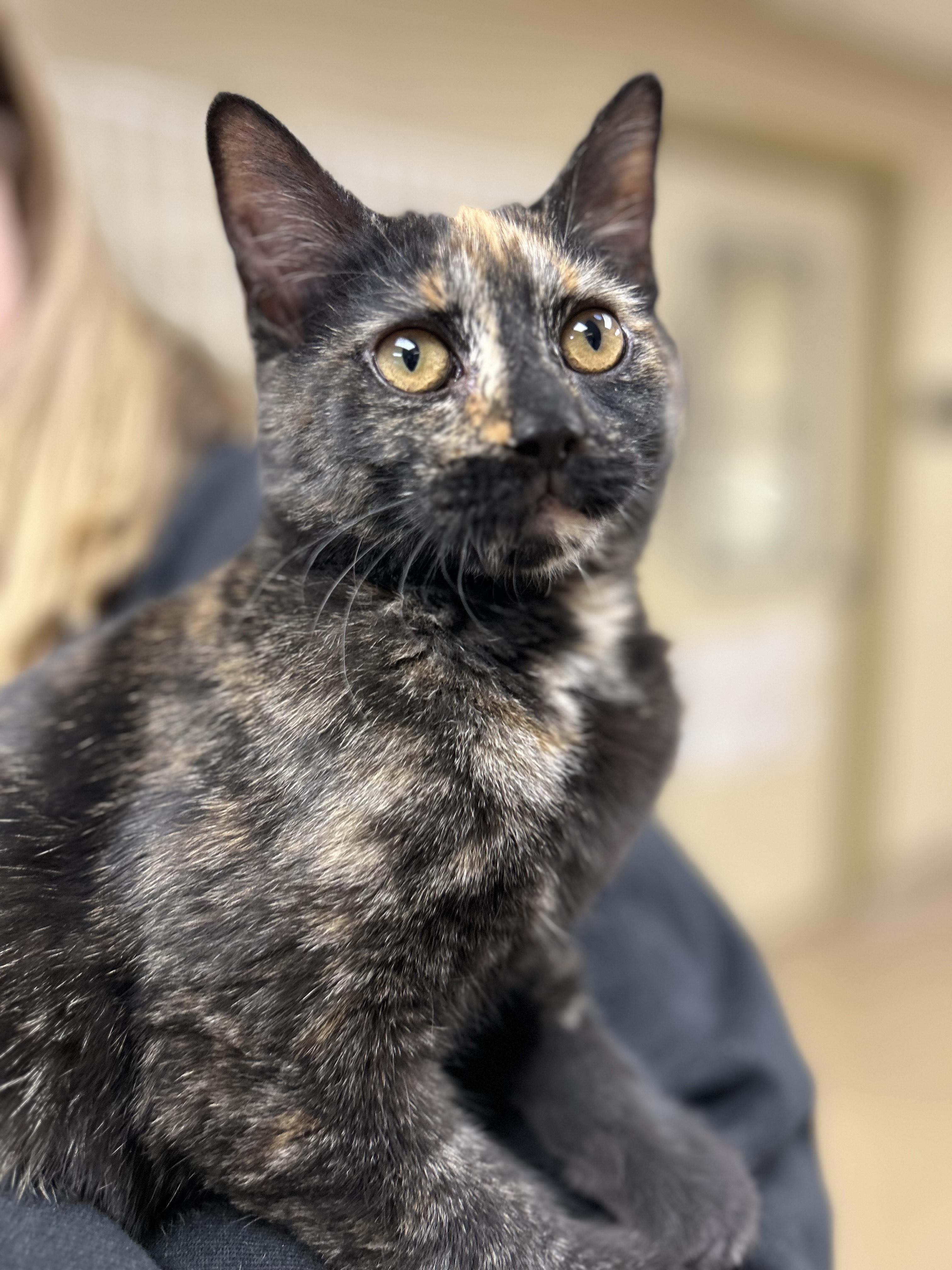 Cob, adopted, Young Female Domestic Short Hair.