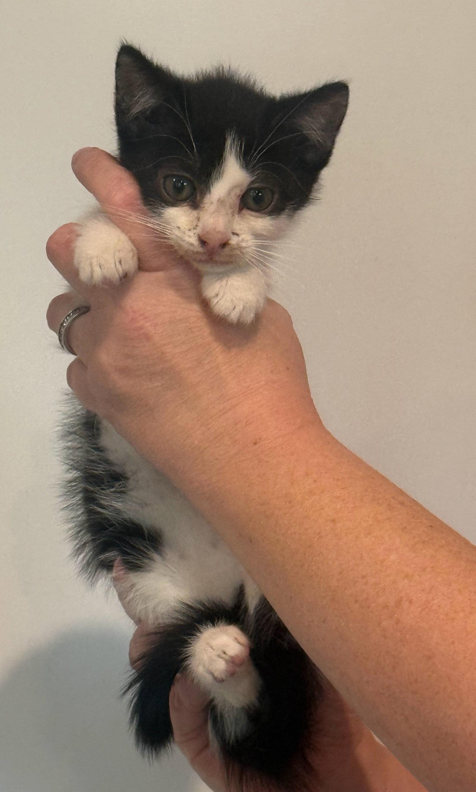 *Lilly, Adoptable, Kitten Female Domestic Medium Hair.