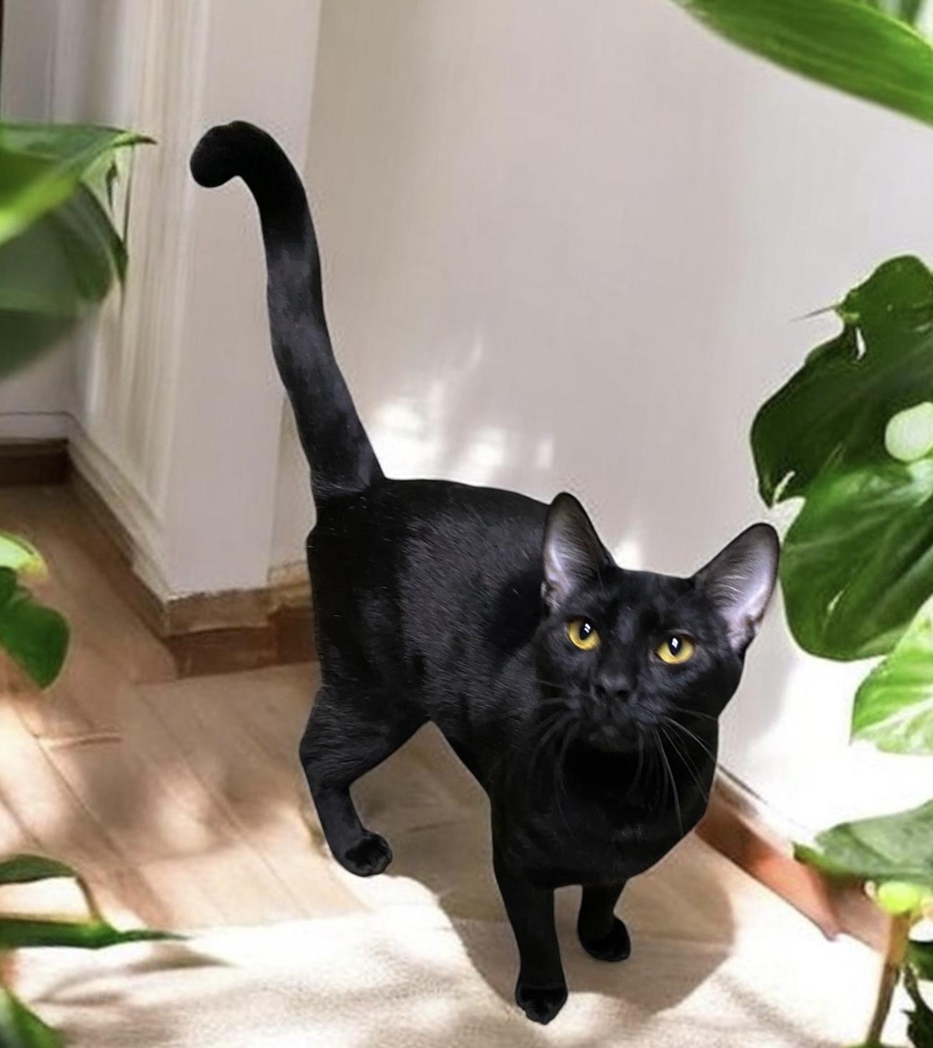 Enlarge Khufu (very friendly), a ADOPTABLE Domestic Short Hair in Los Angeles, CA image 1/1