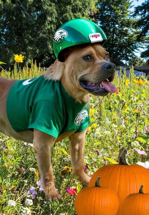 Hawk, a Adoptable mixed breed in Mount Laurel, NJ image 2/3