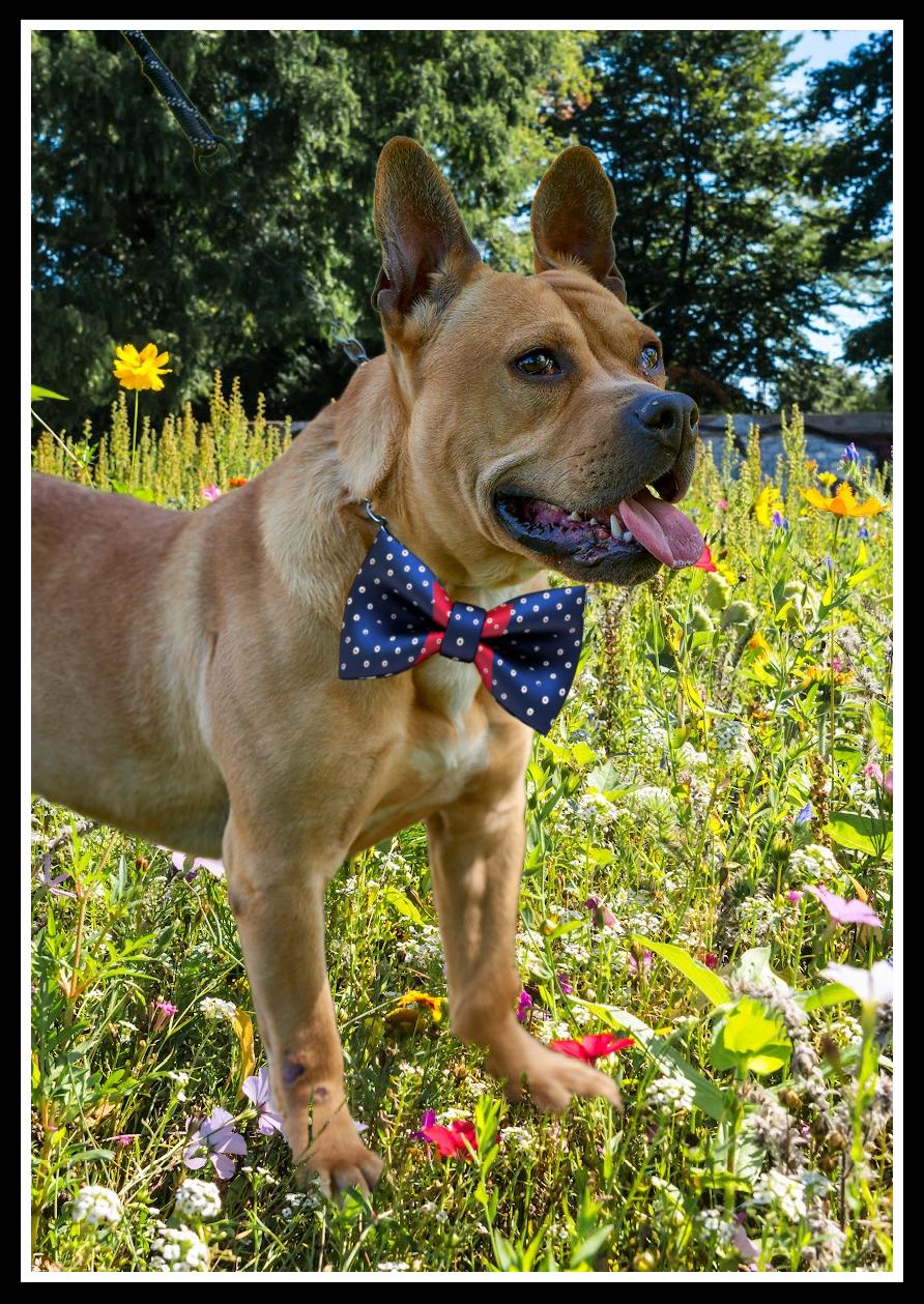 Hawk, a Adoptable mixed breed in Mount Laurel, NJ image 3/3