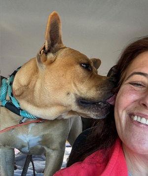 Enlarge Dogue de Bordeaux/ English Bull Dog, a Adoptable mixed breed in Mount Laurel, NJ image 2/2