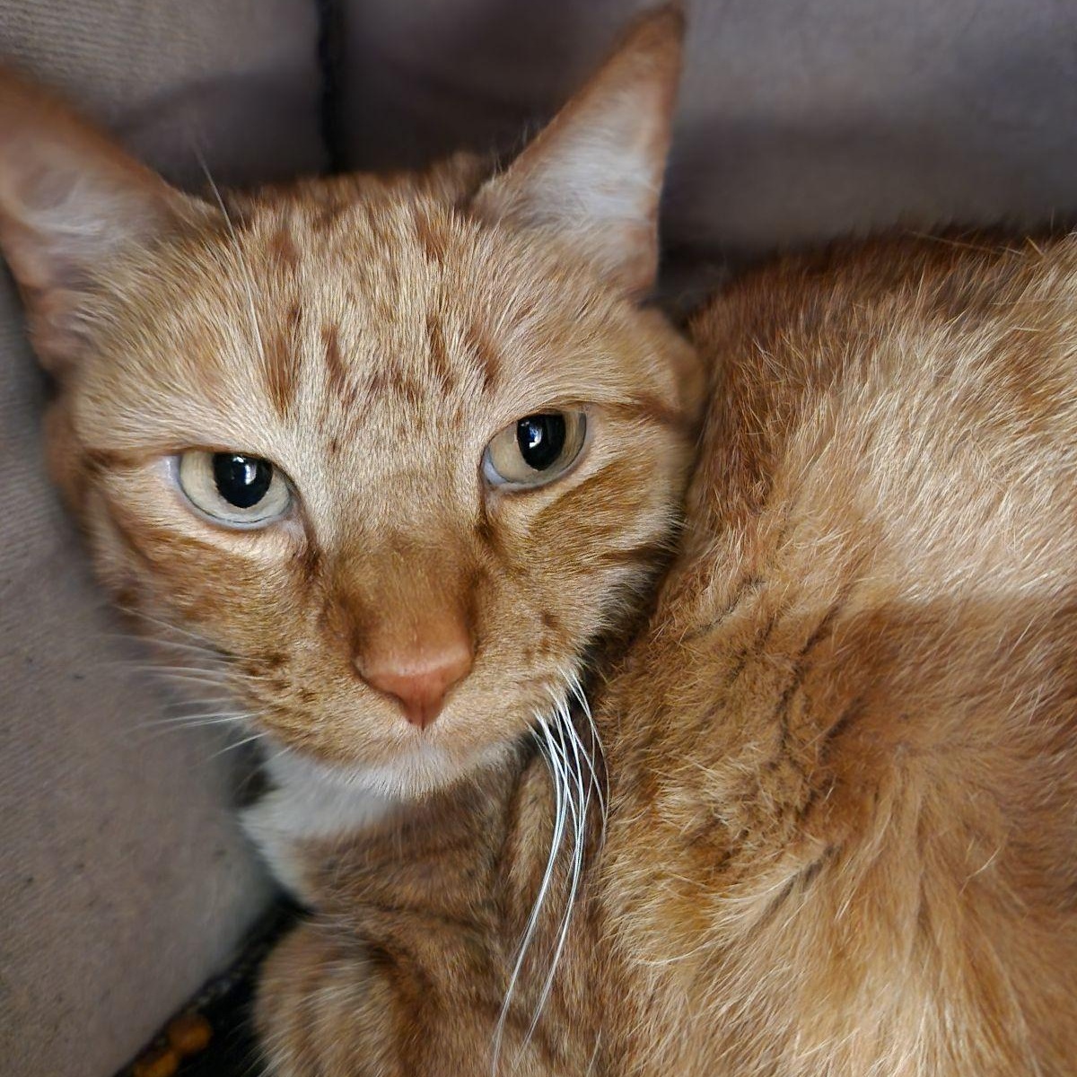 Brie, a ADOPTABLE Domestic Short Hair in Liberty, MO image 2/6
