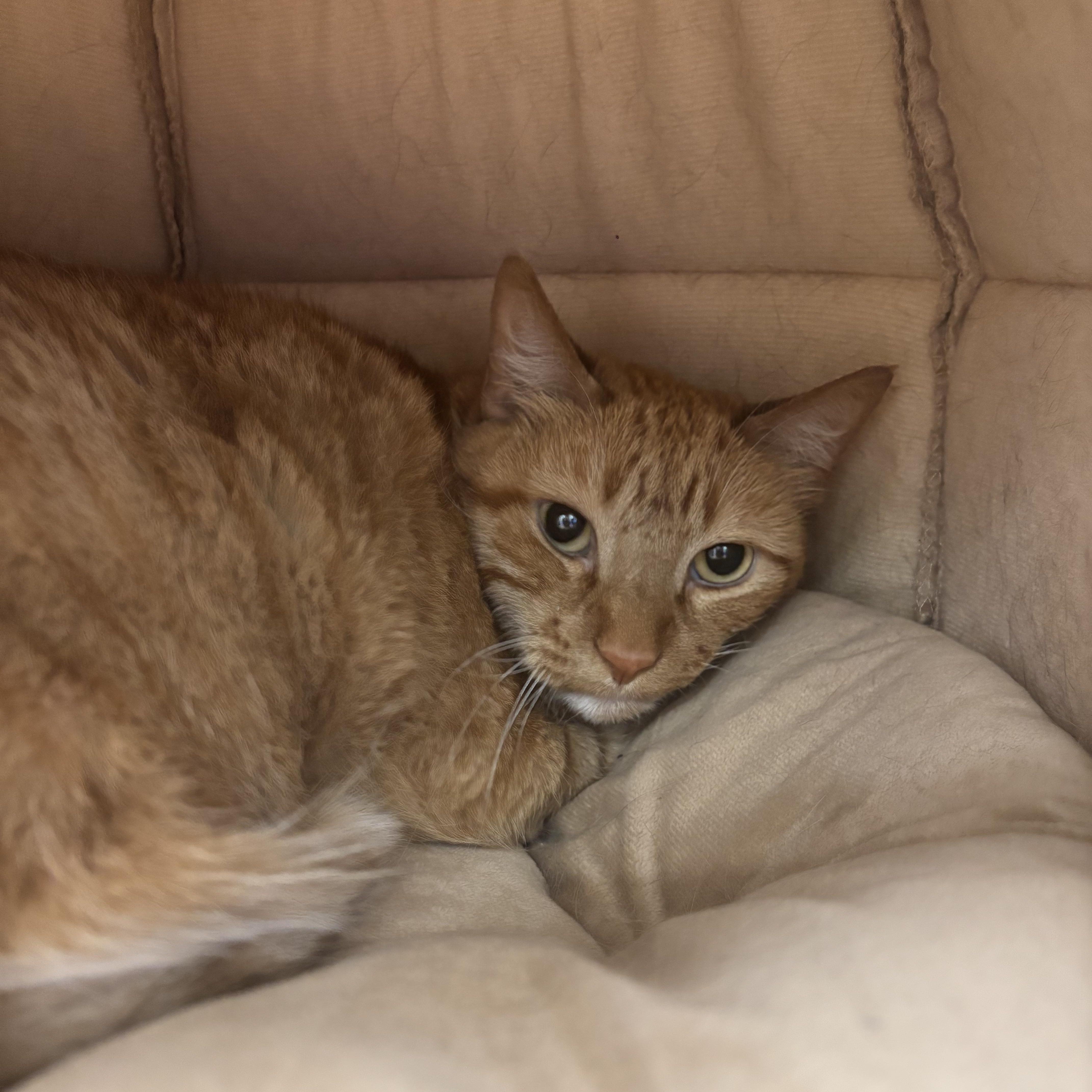 Brie, a ADOPTABLE Domestic Short Hair in Liberty, MO image 5/6