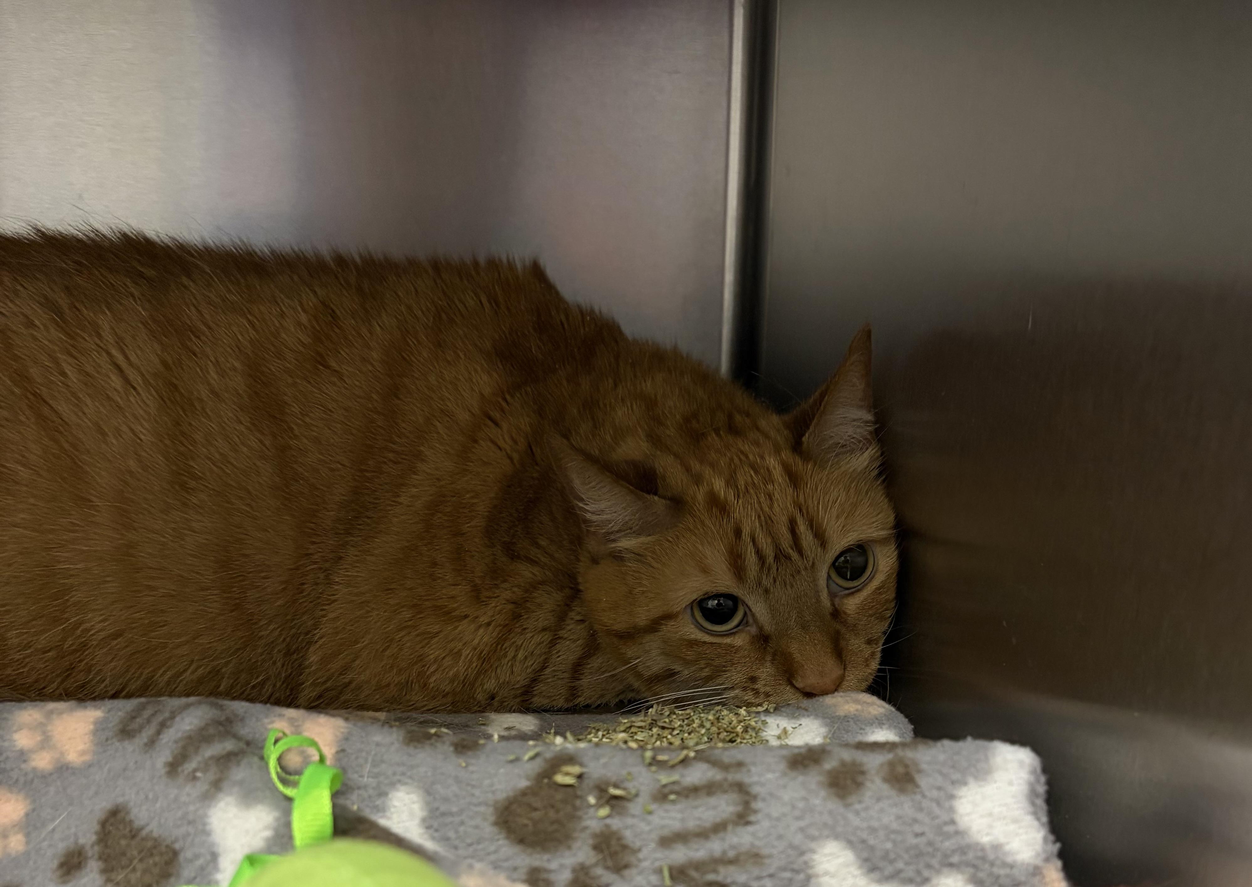 FOUND, a ADOPTABLE Domestic Short Hair in Liberty, MO image 2/2