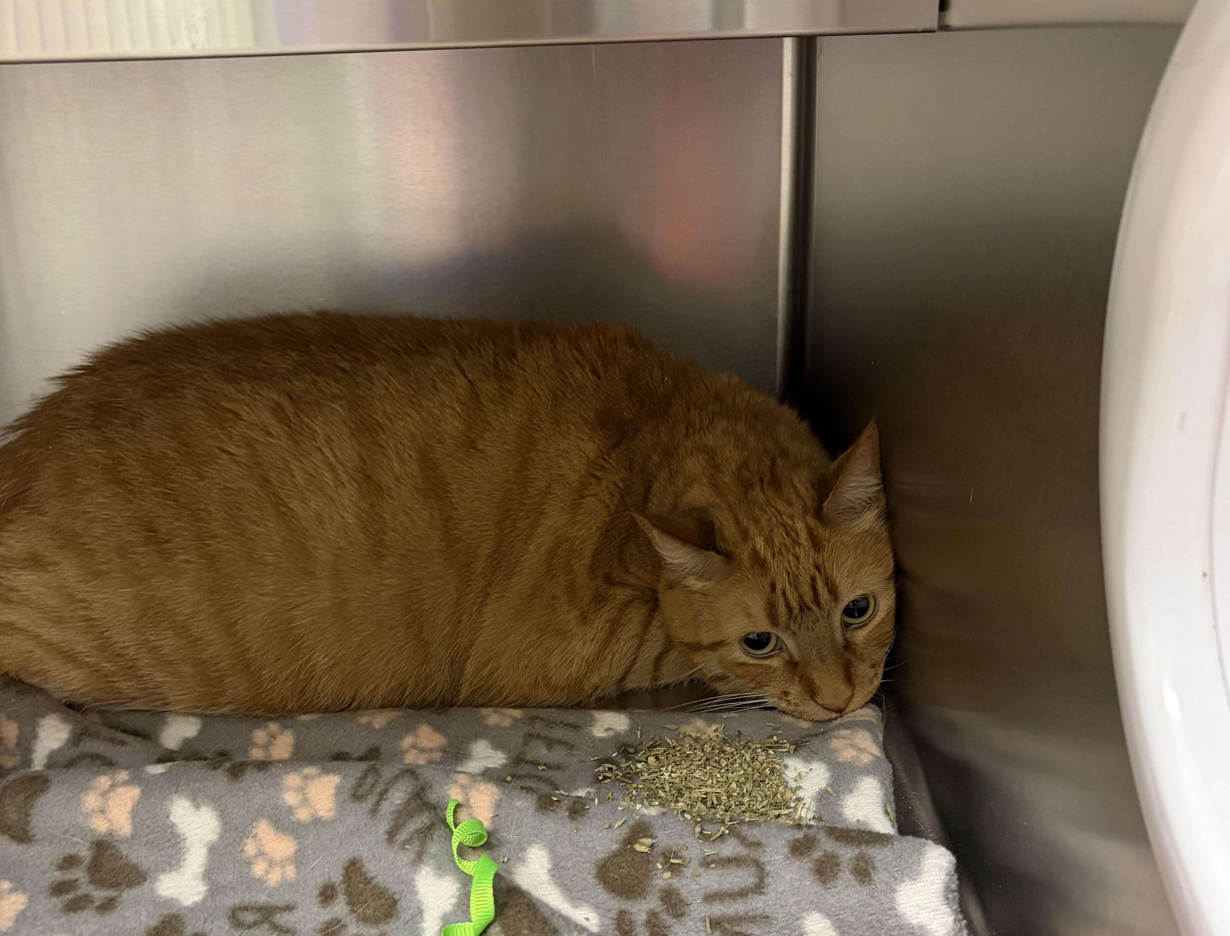 FOUND, a ADOPTABLE Domestic Short Hair in Liberty, MO image 1/2
