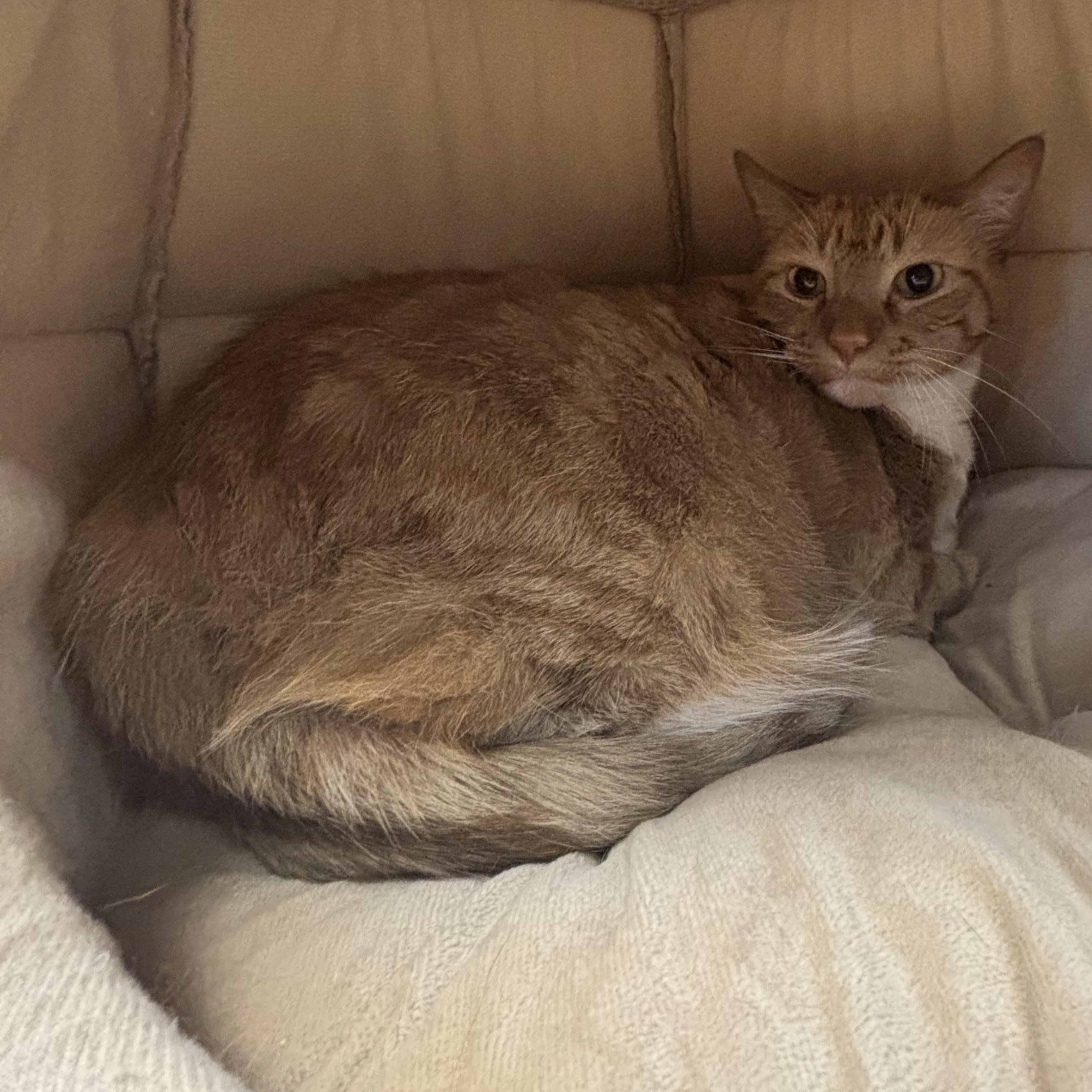 Brie, a ADOPTABLE Domestic Short Hair in Liberty, MO image 6/6