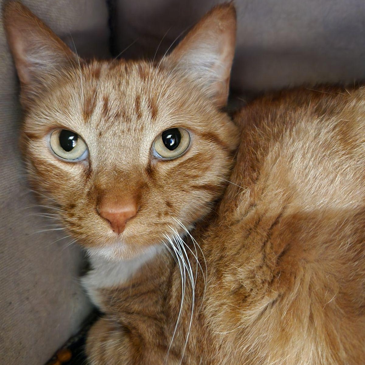 Brie, ADOPTABLE, Adult Female Domestic Short Hair.