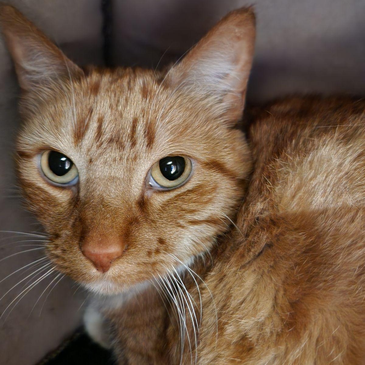 Brie, a ADOPTABLE Domestic Short Hair in Liberty, MO image 3/6