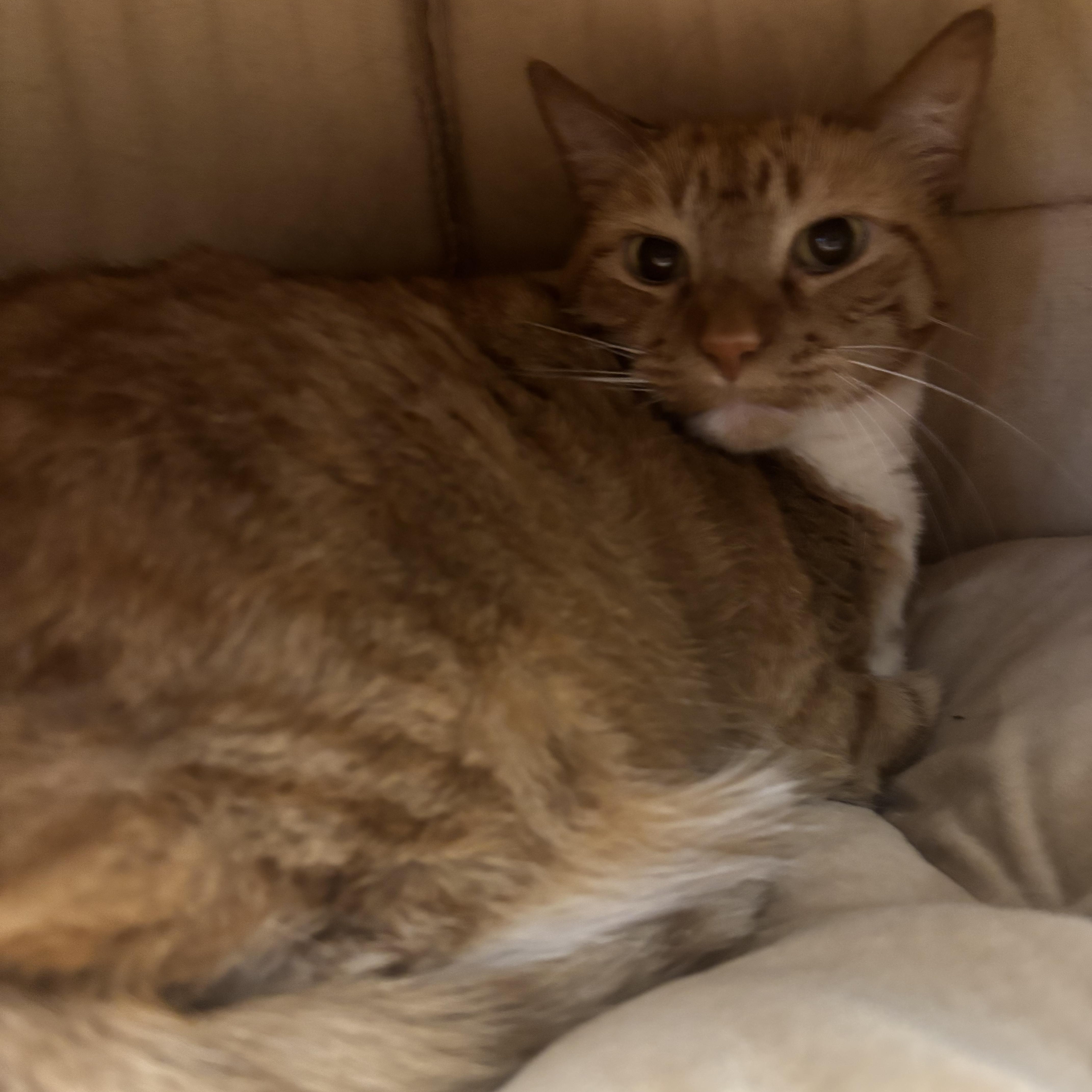 Brie, a ADOPTABLE Domestic Short Hair in Liberty, MO image 4/6