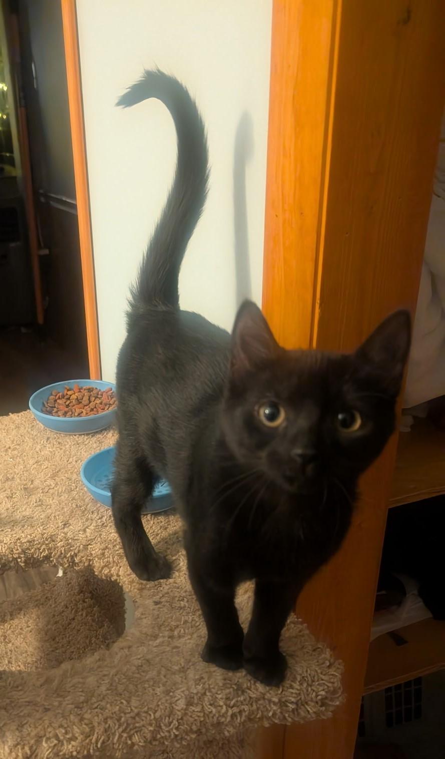 Leo, Adoptable, Kitten Female Domestic Short Hair.