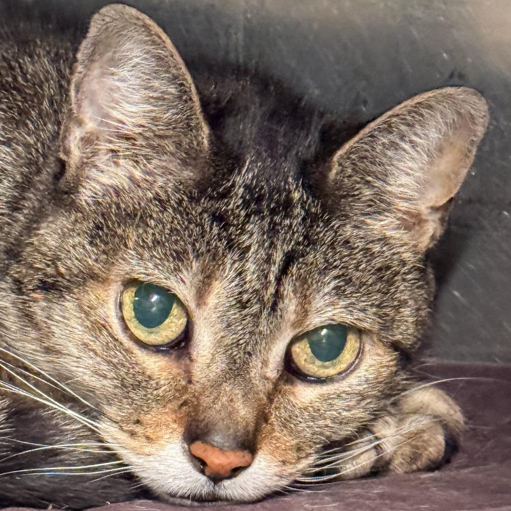 Enlarge Buttons, a Adoptable Domestic Short Hair in Kennebunk, ME image 1/4