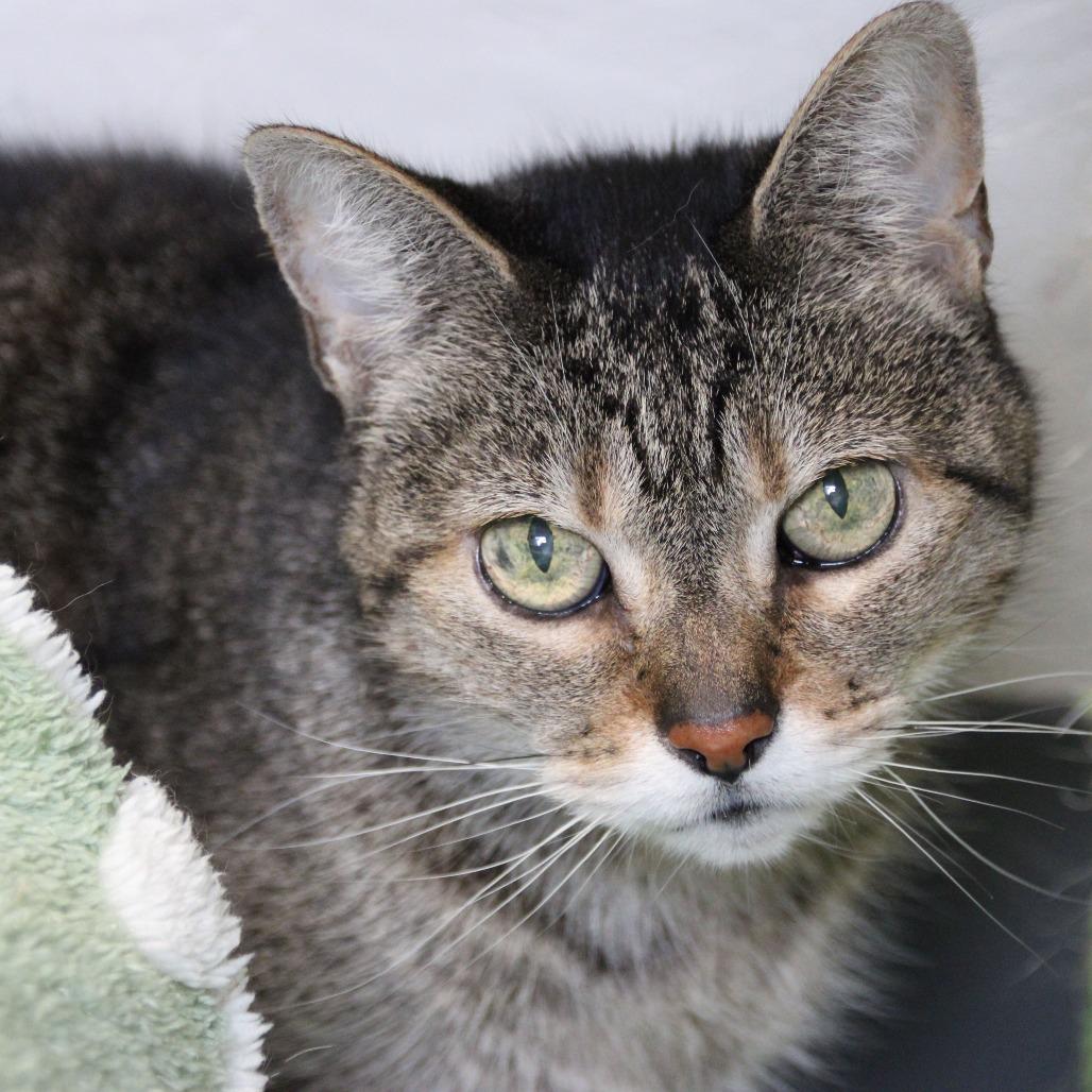 Enlarge Buttons, a Adoptable Domestic Short Hair in Kennebunk, ME image 2/4