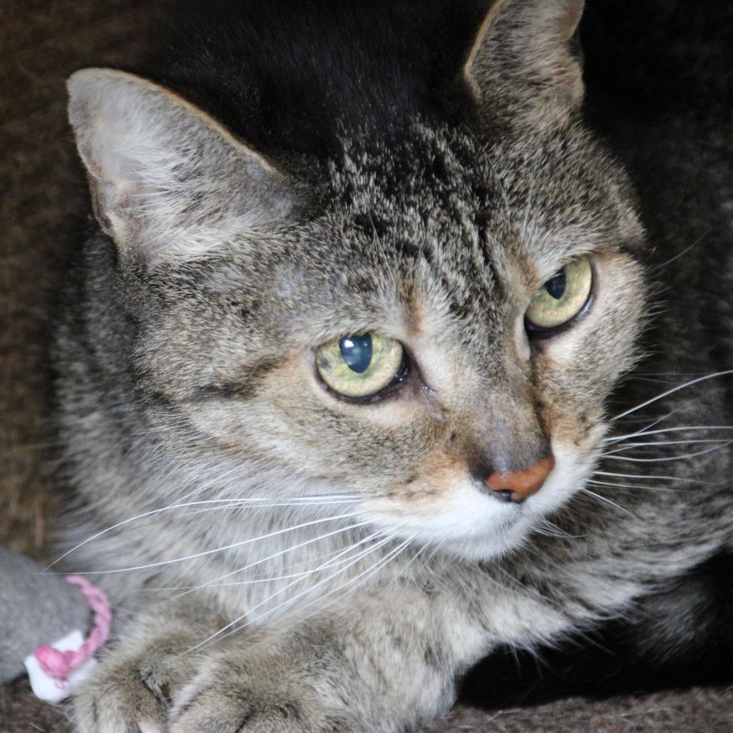 Enlarge Buttons, a Adoptable Domestic Short Hair in Kennebunk, ME image 3/4