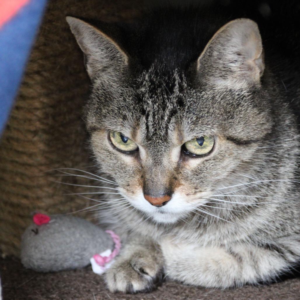 Enlarge Buttons, a Adoptable Domestic Short Hair in Kennebunk, ME image 4/4