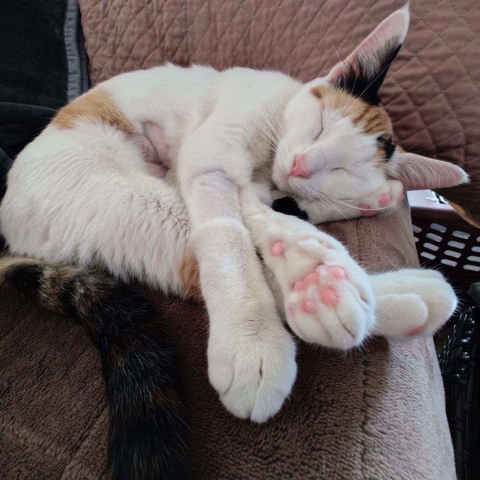 Enlarge Gardenia, an adoptable Domestic Short Hair in New York, NY image 2/4