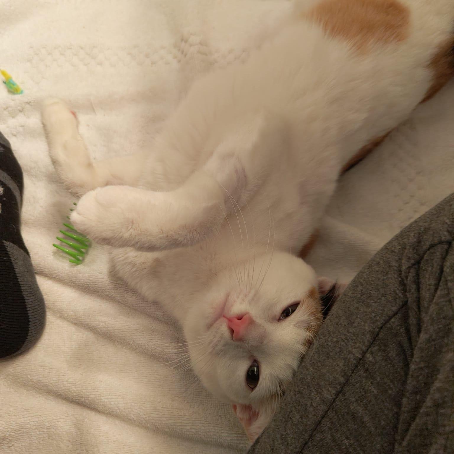 Enlarge Gardenia, an adoptable Domestic Short Hair in New York, NY image 3/4