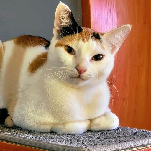 Gardenia, adoptable, Adult Female Domestic Short Hair.