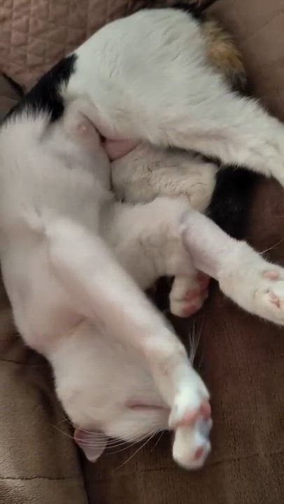 Enlarge Gardenia, an adoptable Domestic Short Hair in New York, NY video 4/4