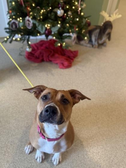 Enlarge Coconut, a Adoptable mixed breed in Harbor Springs, MI image 2/3