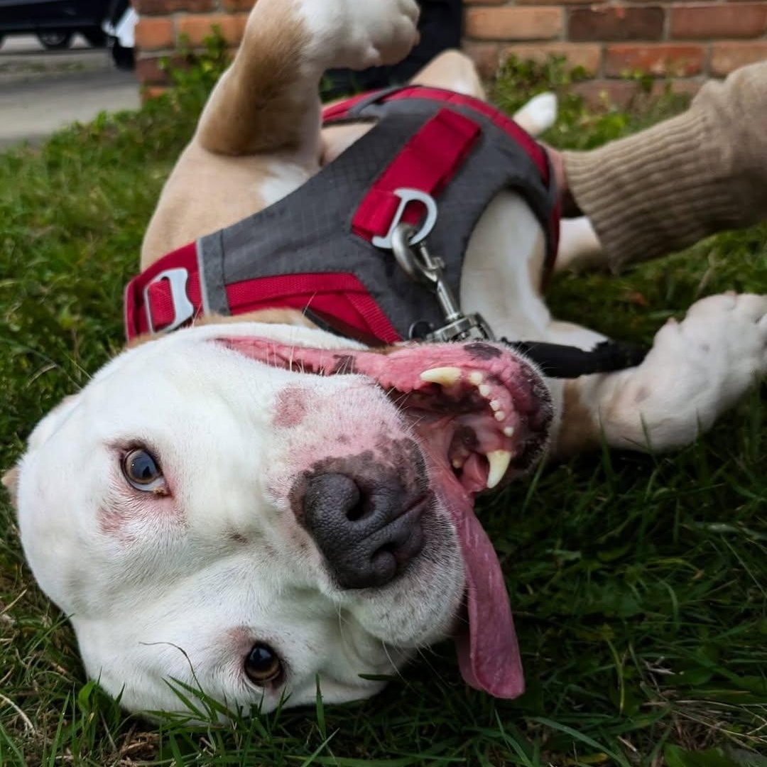 Buster Jr., a Adoptable Pit Bull Terrier in Detroit, MI image 4/4