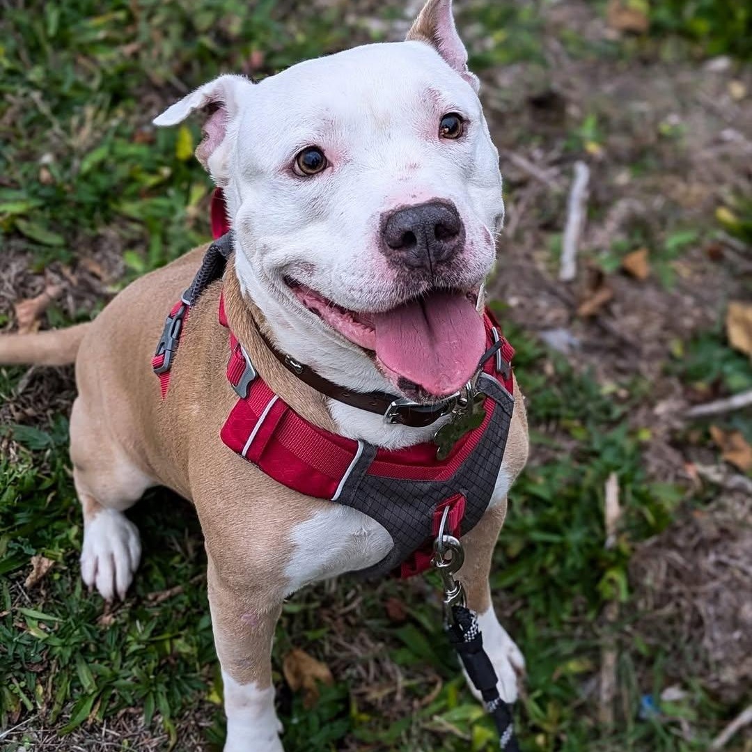 Buster Jr., Adoptable, Young Male Pit Bull Terrier.