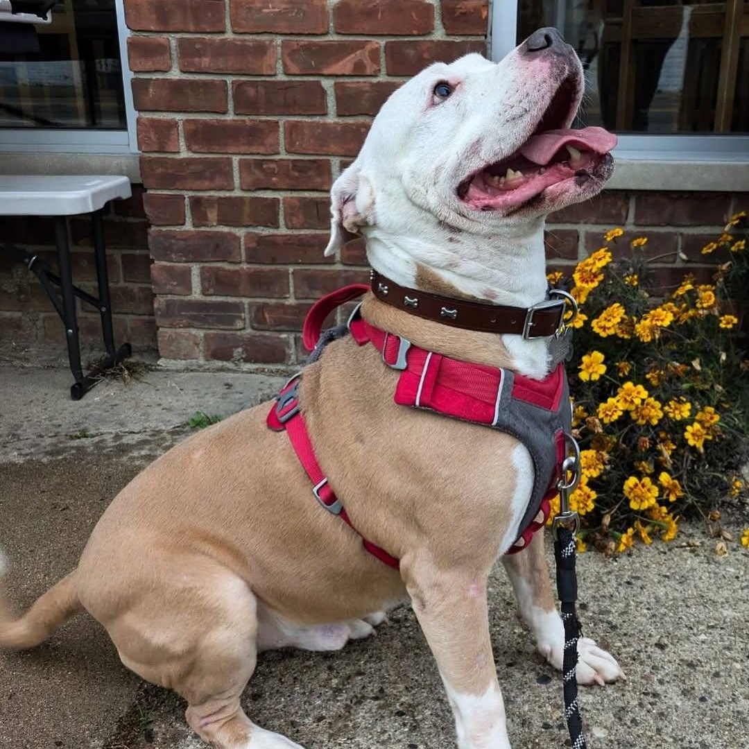 Buster Jr., a Adoptable Pit Bull Terrier in Detroit, MI image 3/4