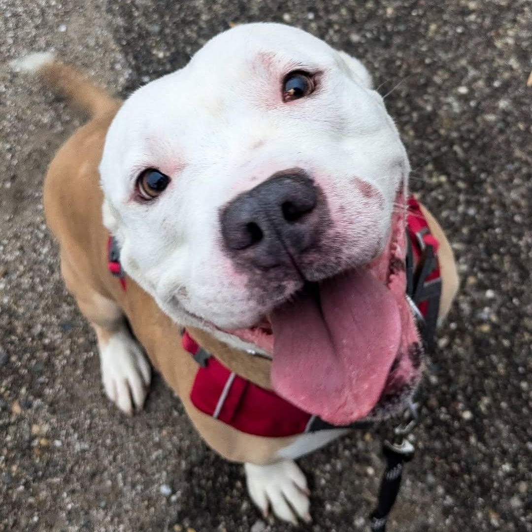 Buster Jr., a Adoptable Pit Bull Terrier in Detroit, MI image 2/4