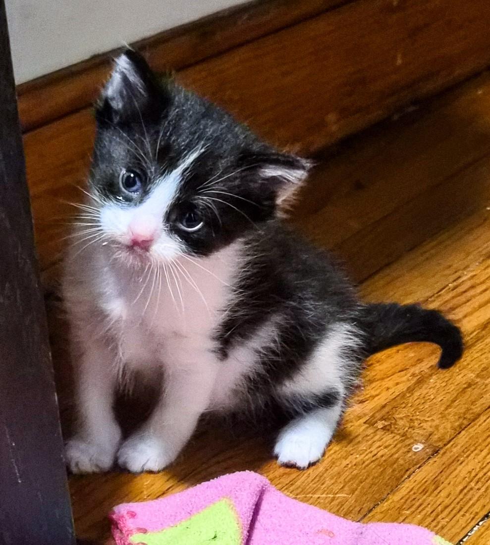 Enlarge Neela, a Adoptable Domestic Short Hair in Waverly, IA image 1/2