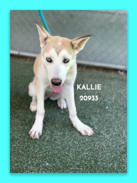 Enlarge KALLIE, a ADOPTABLE mixed breed in Marietta, GA image 4/5