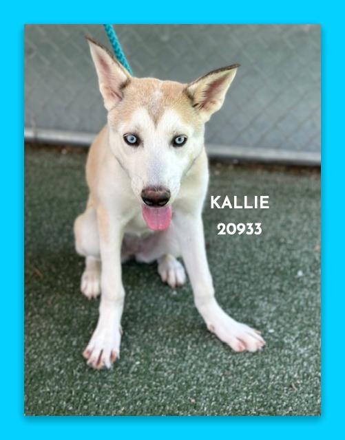 Enlarge KALLIE, a ADOPTABLE mixed breed in Marietta, GA image 5/5