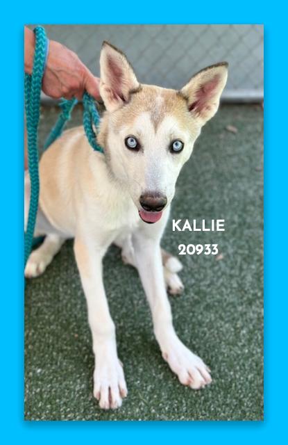 Enlarge KALLIE, a ADOPTABLE mixed breed in Marietta, GA image 2/5
