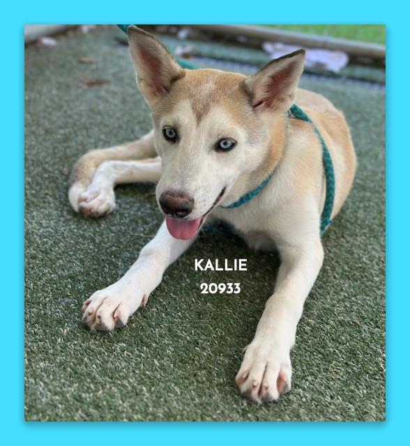 Enlarge KALLIE, a ADOPTABLE mixed breed in Marietta, GA image 1/5