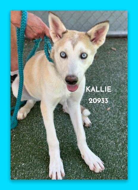 Enlarge KALLIE, a ADOPTABLE mixed breed in Marietta, GA image 3/5