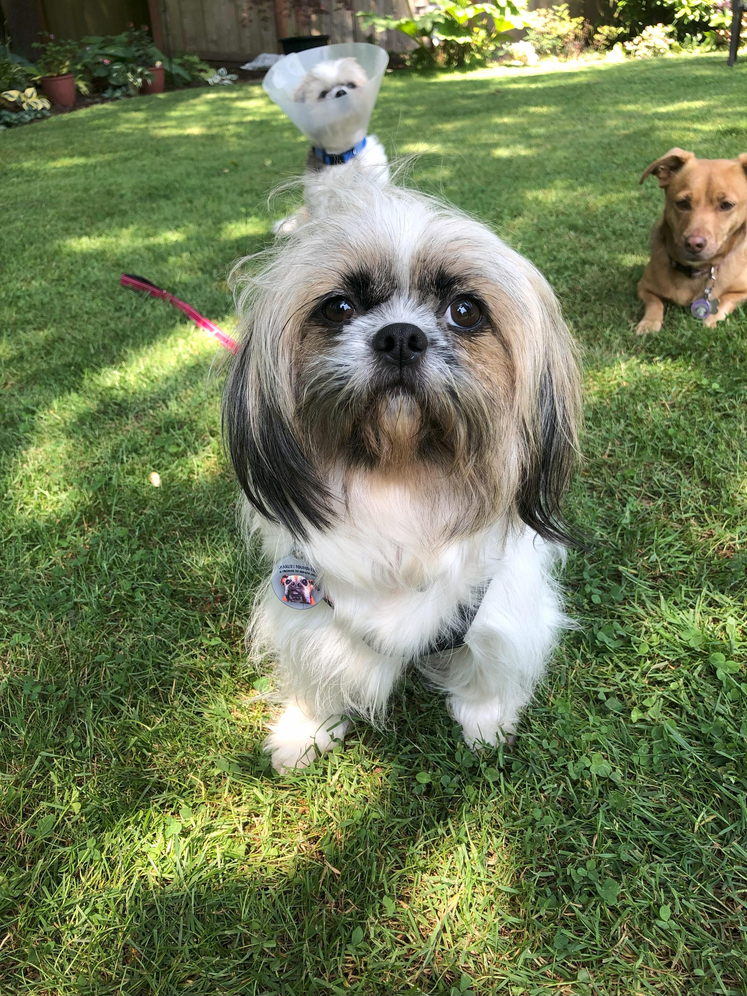 Enlarge Sophia Loren, a Adopted mixed breed in Seattle, WA image 1/4