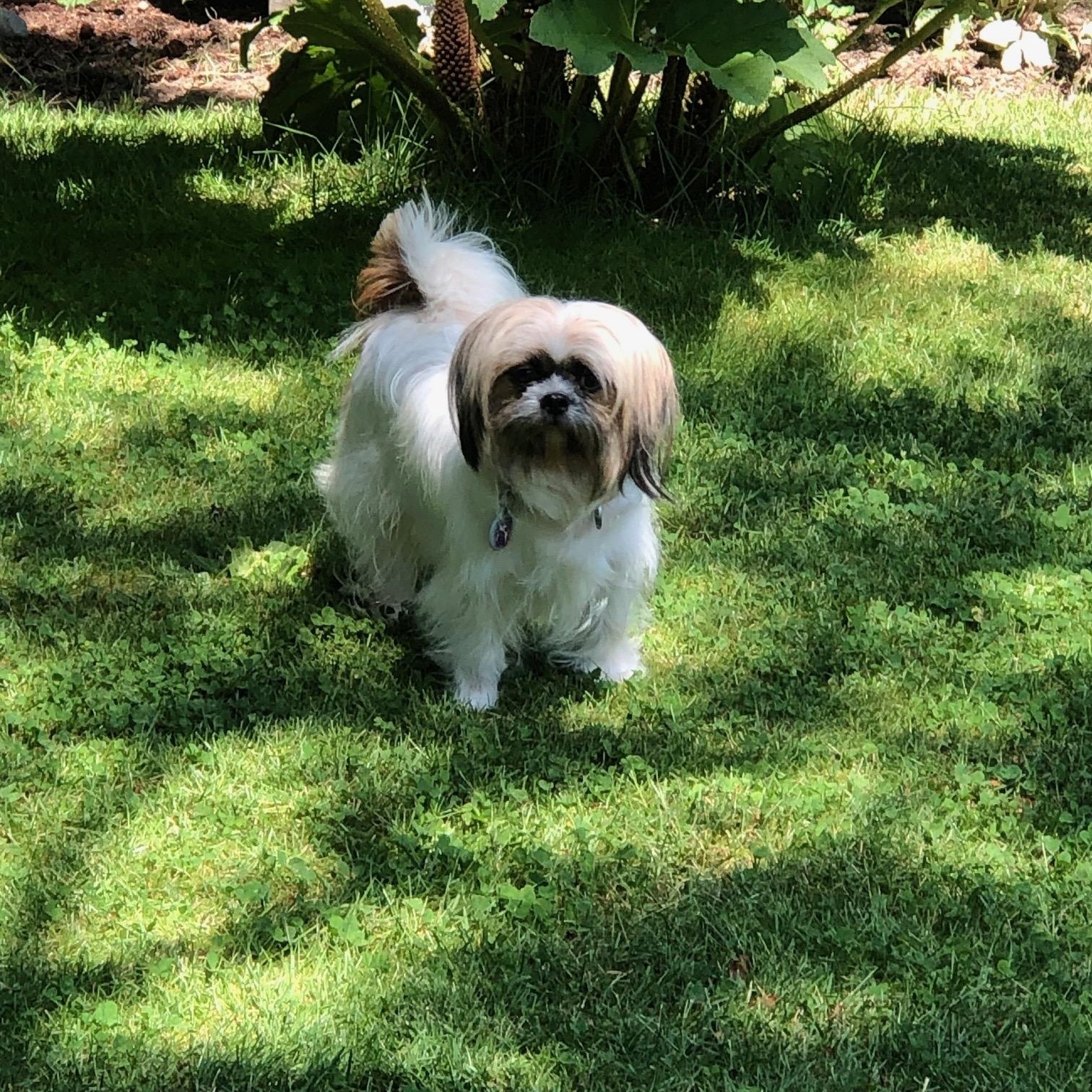 Enlarge Sophia Loren, a Adopted mixed breed in Seattle, WA image 4/4