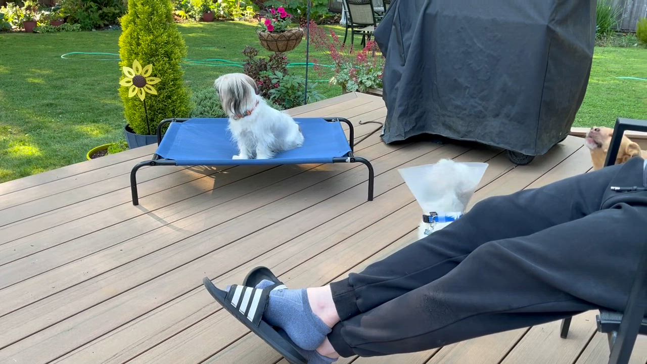 Enlarge Sophia Loren, a Adopted mixed breed in Seattle, WA video 3/4