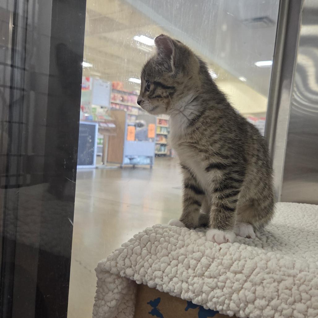 Socks, a Adoptable Domestic Short Hair in Allyn, WA image 1/4