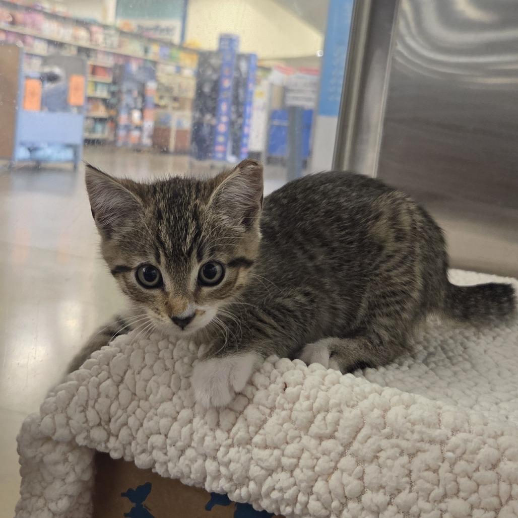 Socks, a Adoptable Domestic Short Hair in Allyn, WA image 3/4