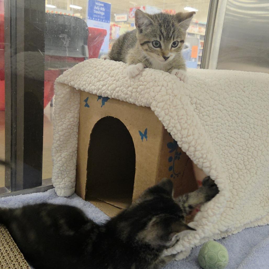 Socks, a Adoptable Domestic Short Hair in Allyn, WA image 4/4
