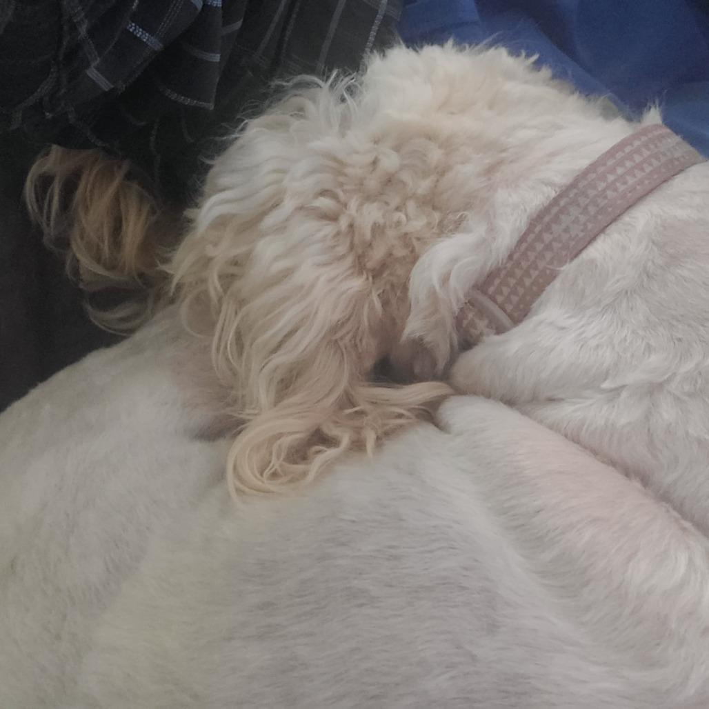 Nellie, Adoptable, Adult Female Poodle & Labrador Retriever.